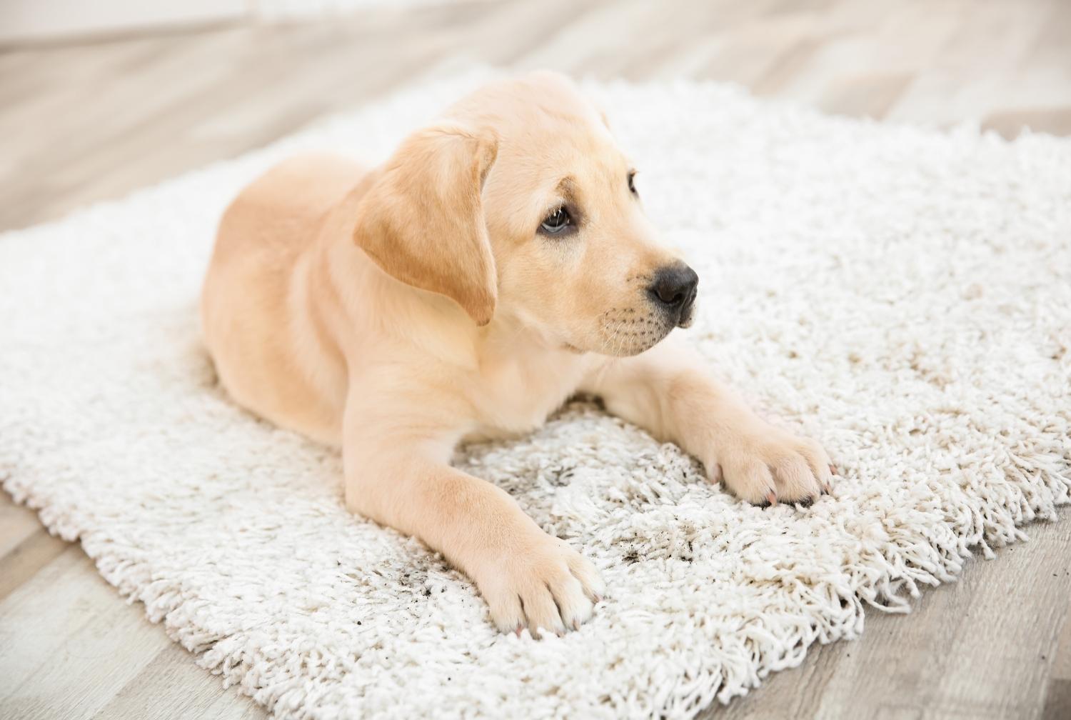 How to Deal with Pet Hair in Your Home A Flooring Boutique